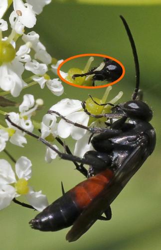 Réf. 285 691 : Anoplius sp.